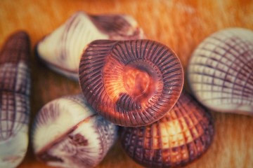 chocolates in the shape of seashells.