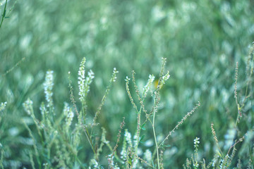 summer field grass in the meadow. natural background.