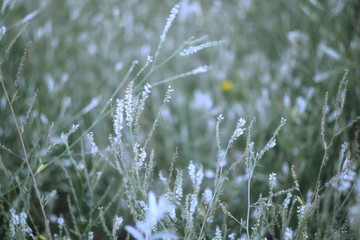 summer field grass in the meadow. natural background.
