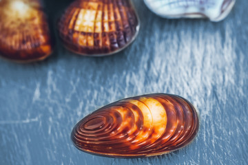 chocolates in the shape of seashells.
