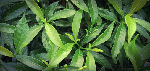 Green leaves with black edges