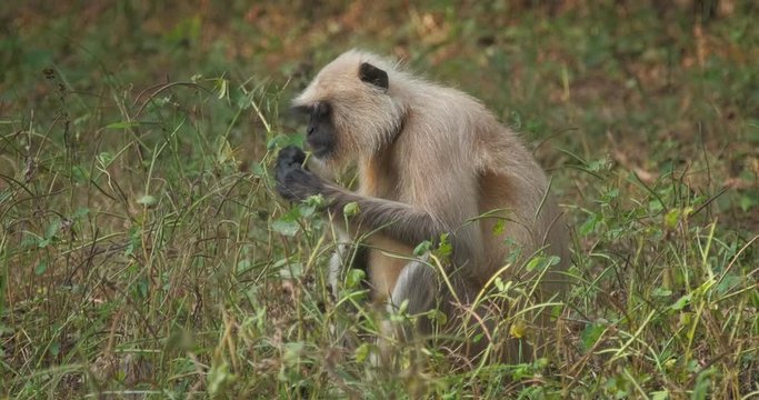 Indian common Gray langur or Hanuman langur monkey eating in Ranthambore national park, Rajasthan, India