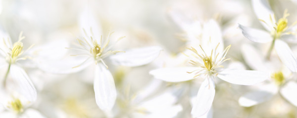 Banner. Blurred background. Clematis. The white flowers of clematis vines and the garden. Horizontal photo