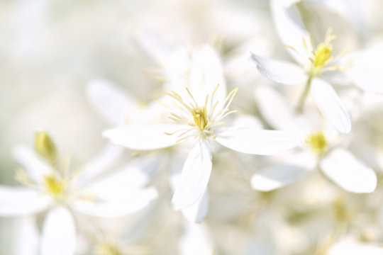 Fototapeta Blurred background. Clematis. The white flowers of clematis vines and the garden. Horizontal photo