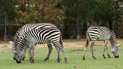 Fototapeta na wymiar Three zebras eating grass on a forest background