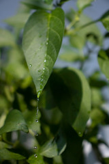 drops from the leaf