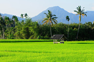 The rice fields in the countryside are green