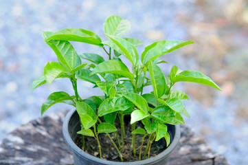 Planting passion fruit seedlings In order to further plant the pot