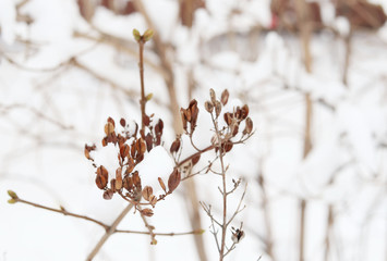 Winter in the city. Trees in the snow. White background