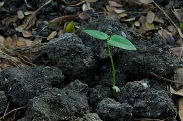 Bean sprouts are growing in the field.