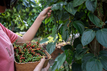 Farmers picking pepper into the basket filled with pepper after the harvest with branch of pepper...