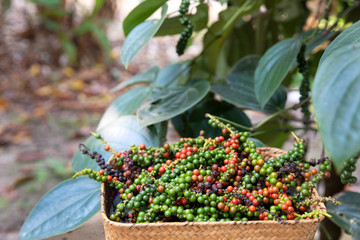 Farmers show a basket filled with pepper after the harvest with branch of pepper tree background.