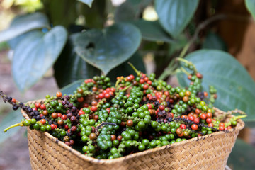 Farmers show a basket filled with pepper after the harvest with branch of pepper tree background.