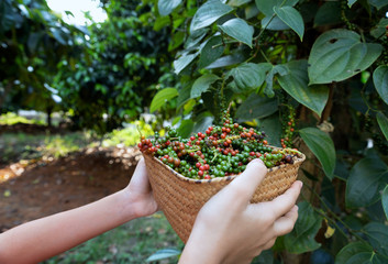 Farmers show a basket filled with pepper after the harvest with branch of pepper tree background.