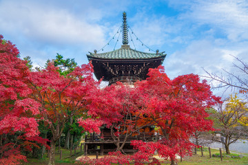 Obraz premium 京都 清凉寺（せいりょうじ）の多宝塔と紅葉 