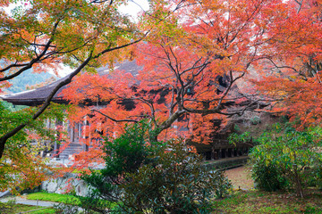 京都　大原　勝林院の本堂と紅葉　