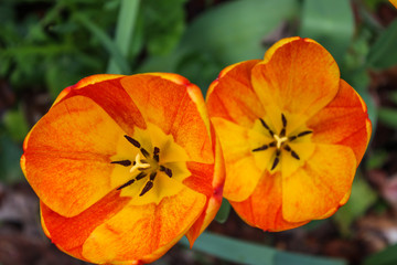 Fototapeta premium orange flower