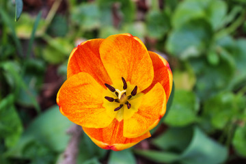 Fototapeta premium flower in garden