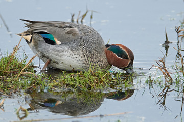 Eurasian teal (Anas crecca)