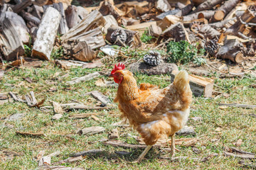 Chicken on farm