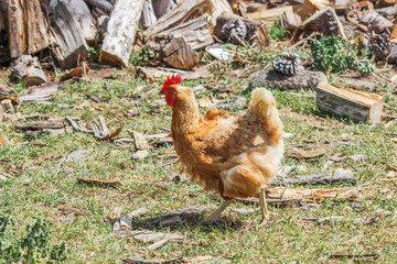 Chicken on farm