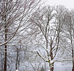 Snow covered trees during snowfall . Silhouettes of winter trees.