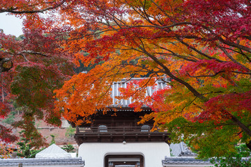 日本庭園 Wall Mural Wallpaper Murals Wallsheaven Route16