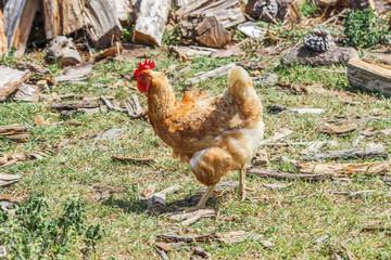 Chicken on farm