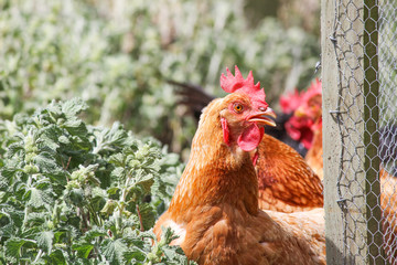 Chicken bird on farm. Poultry hen