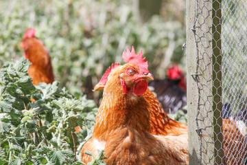 Chicken bird on farm. Poultry hen