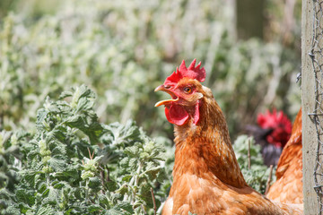 Chicken on farm