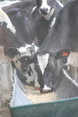 Cows on farm feeding. Farm animals. 