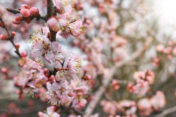 Close up view on cherry branches with blossoms on blurred sun beam background