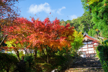 Fototapeta na wymiar 京都　正伝寺（しょうでんじ）の紅葉