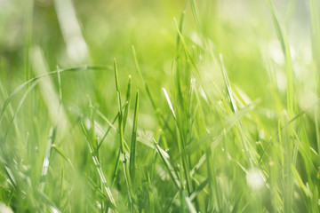 Natural Green Grass Background with summer sun highlights bokeh