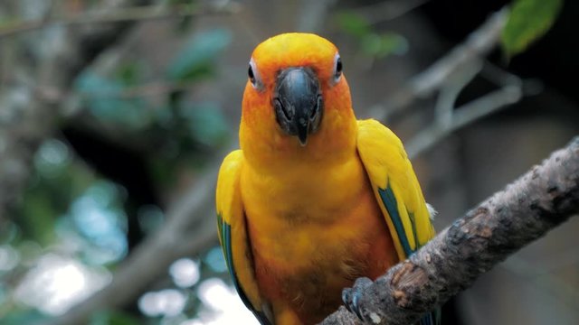 Beautiful colorful sun conure (Aratinga solstitialis parrot) bird on the tree branch