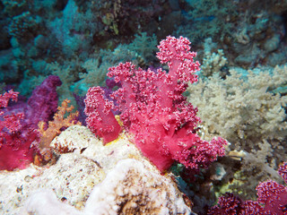 Fototapeta premium Scuba Diving Red Sea Egypt