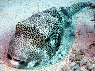 Scuba Diving Red Sea Egypt