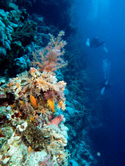 Plakat Scuba Diving Red Sea Egypt
