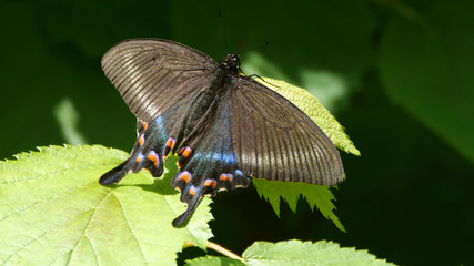 Alpine black swallowtail (Papilio maackii) - Khingan nature reserve