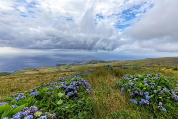 Obraz premium Beautiful rows of hydrangea flowers on the northern coast of Flores, Portugal.