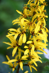 Fototapeta na wymiar Long inflorescence with bright yellow flowers of a ligularia przewalskii.