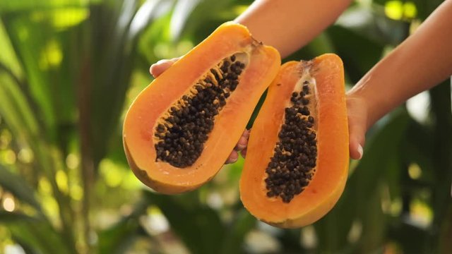 Hands holding papaya on a background of green leaves. Close-up.