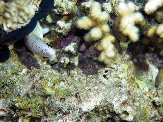 Scuba Diving Red Sea Egypt