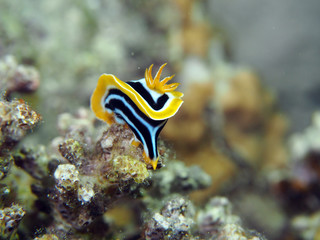 Scuba Diving Red Sea Egypt