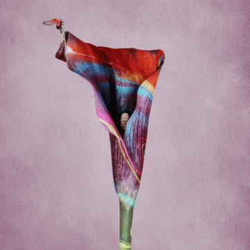 Calla lily, multicolored with ladybug