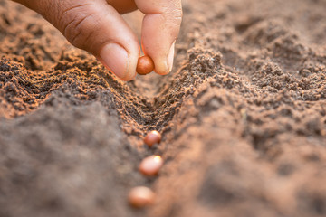 Hand of farmer planting a brown seeds in soil. Growth and environment concept