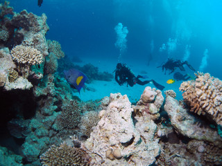 Scuba Diving Red Sea Egypt