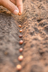 Hand of farmer planting a brown seeds in soil. Growth and environment concept