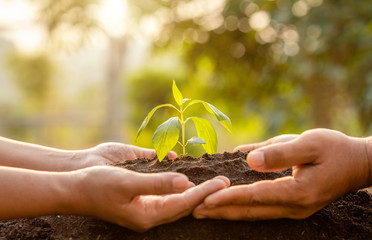 Close up hand holding young green tree sprout and planting in soil